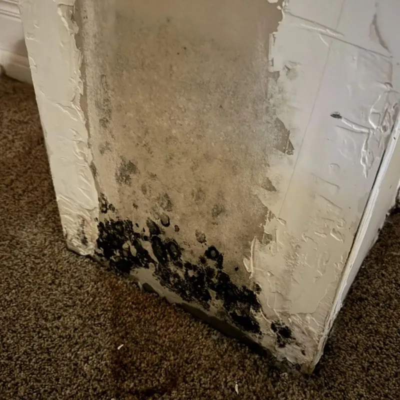 Professional Mold Removal in North Westport, MA